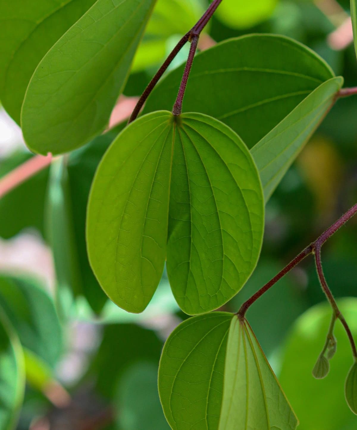 Image of Alibangbang