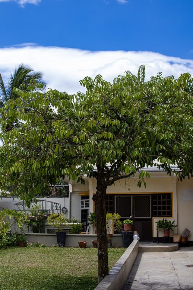 Image of Galo