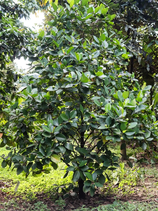 Image of Katmon