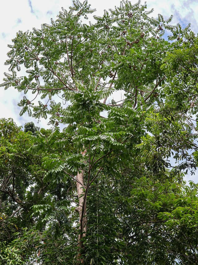 Image of Mararing