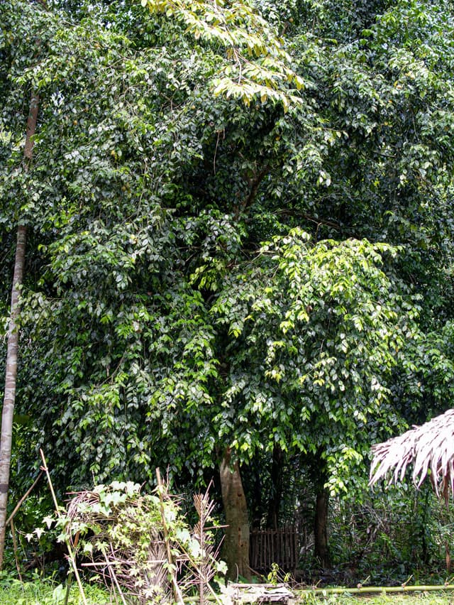 Image of Mararing