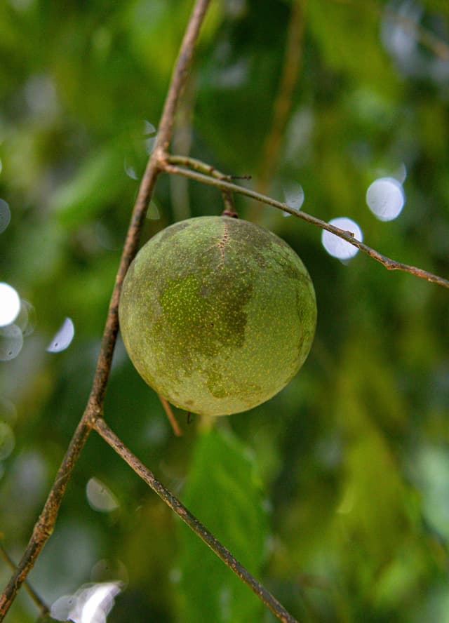 Image of Mararing