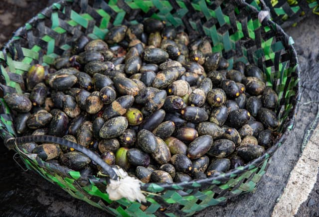 Image of Pili