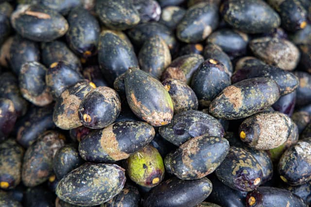 Image of Pili
