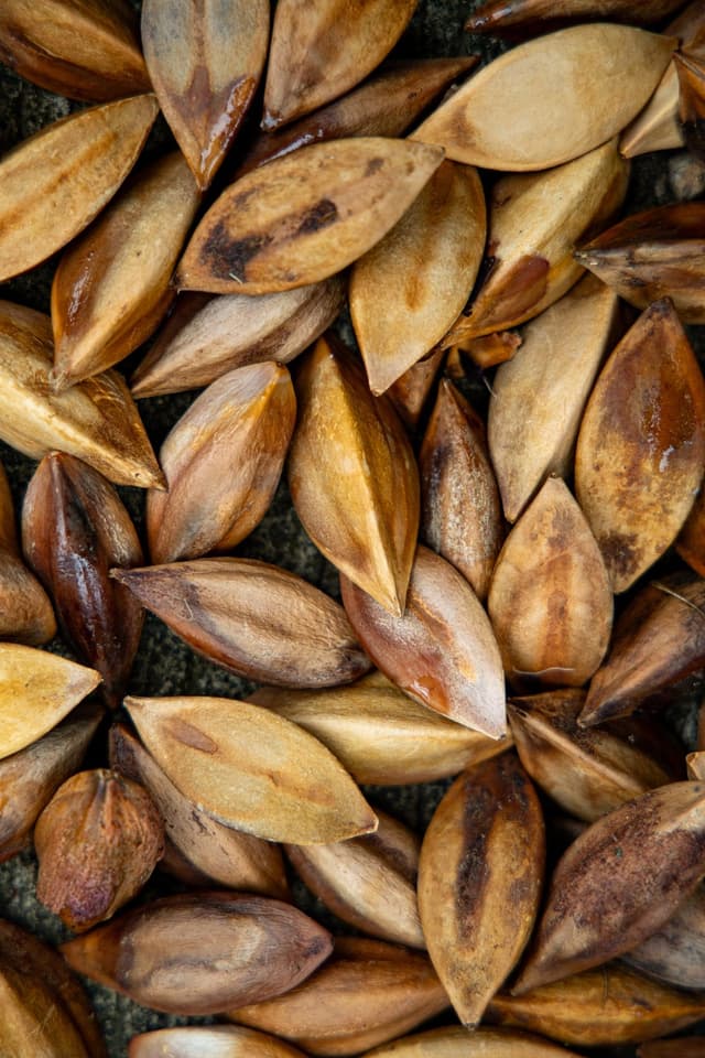 Image of Pili