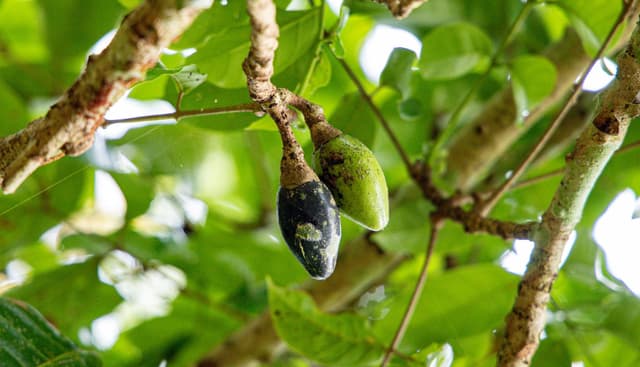 Image of Pili