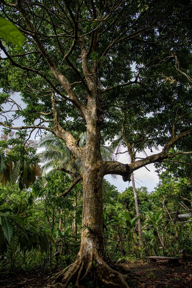 Image of Pili