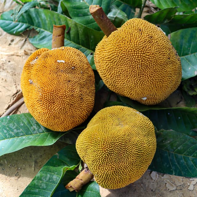 Image of Pupuan