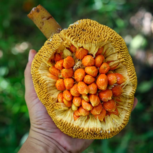 Image of Pupuan