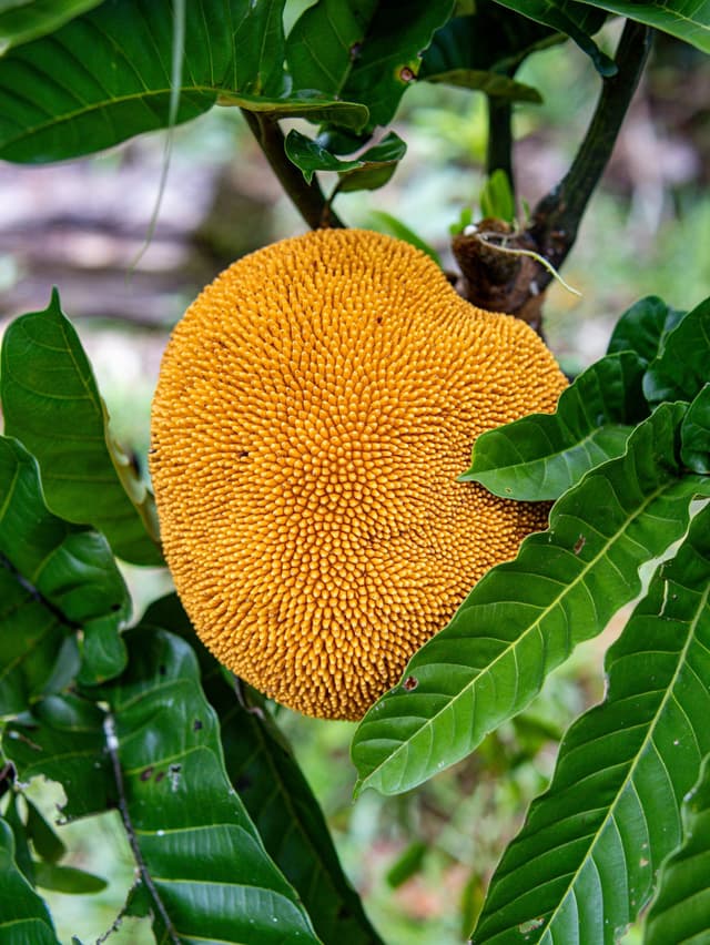 Image of Pupuan