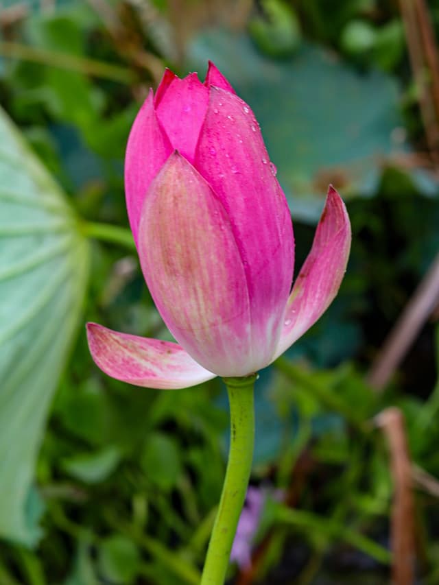 Image of Sawa