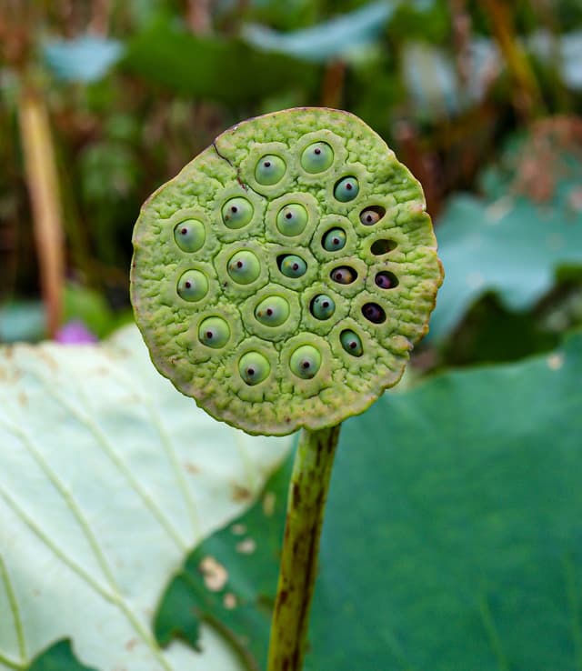 Image of Sawa