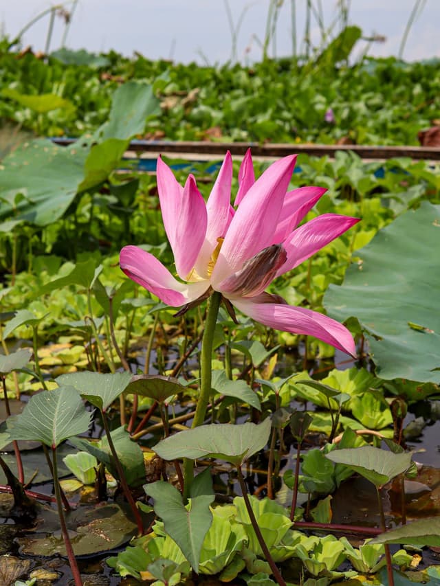 Image of Sawa