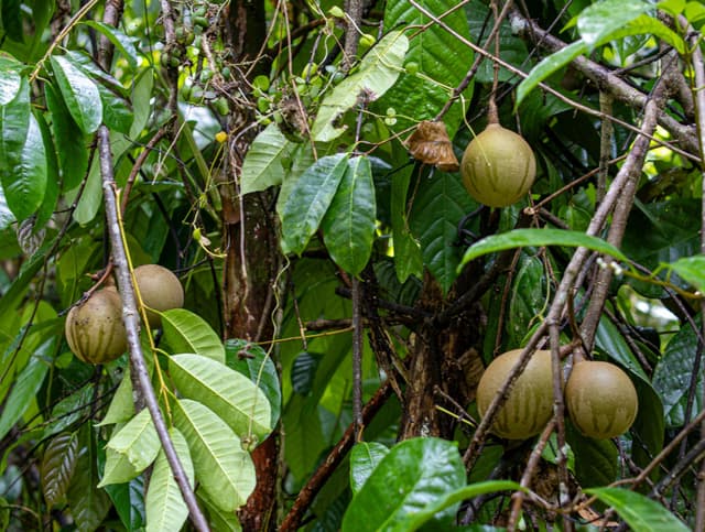 Image of Tabo