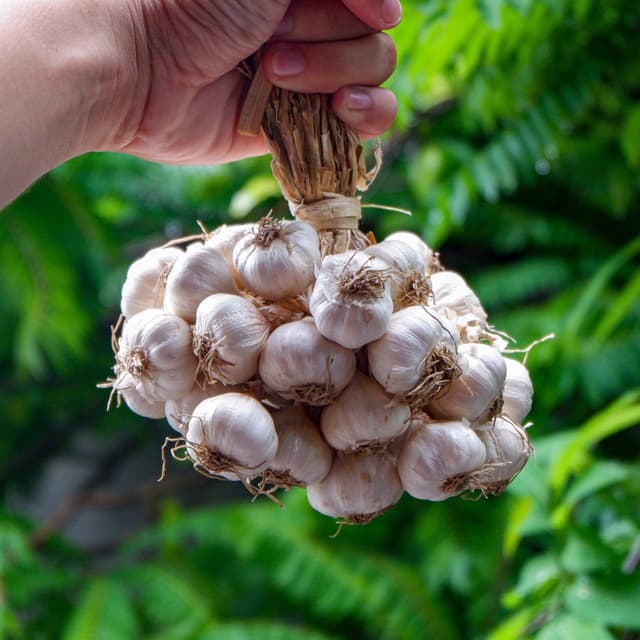 Image for Support our local garlic cultivars! Why? Because they are superior in quality!