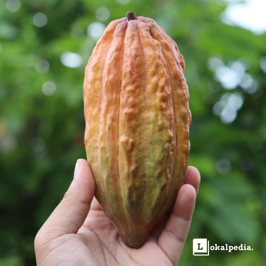 Image for Criollo Cacao