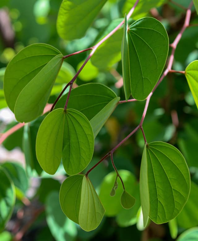 Image of Alibangbang