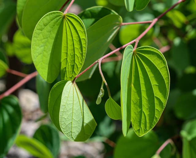 Image of Alibangbang